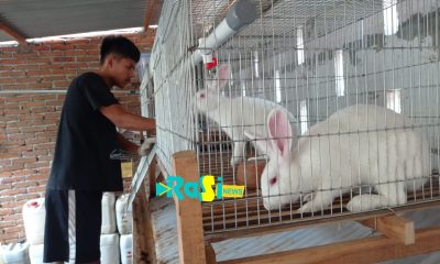 Beternak Kelinci Ternyata Menguntungkan Dimasa Pandemi Covid 19.
