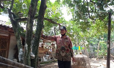Mengenal Jeruk Jawa, Yang Melanglang Hingga Negara India, Thailand dan Chili dari Desa Bibis.