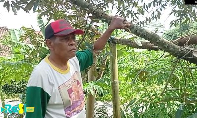 Cerita Durian 12 Kilo Milik Pak Kasno Dari Desa Plangkrongan.