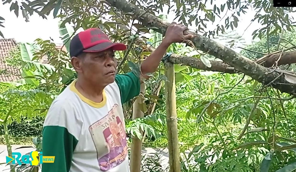 Cerita Durian 12 Kilo Milik Pak Kasno Dari Desa Plangkrongan.