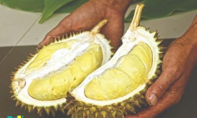 Mengenal Durian Saman Dari Plangkrongan.