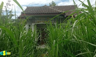 Sengaja Ditanami Rumput, Pos Inseminasi Buatan Dinas Peternakan Magetan Mangkrak.