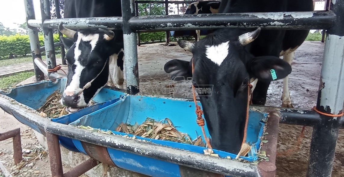 Perilaku Peternak Kampung Susu Lawu Jadi Sumber Pencemaran.