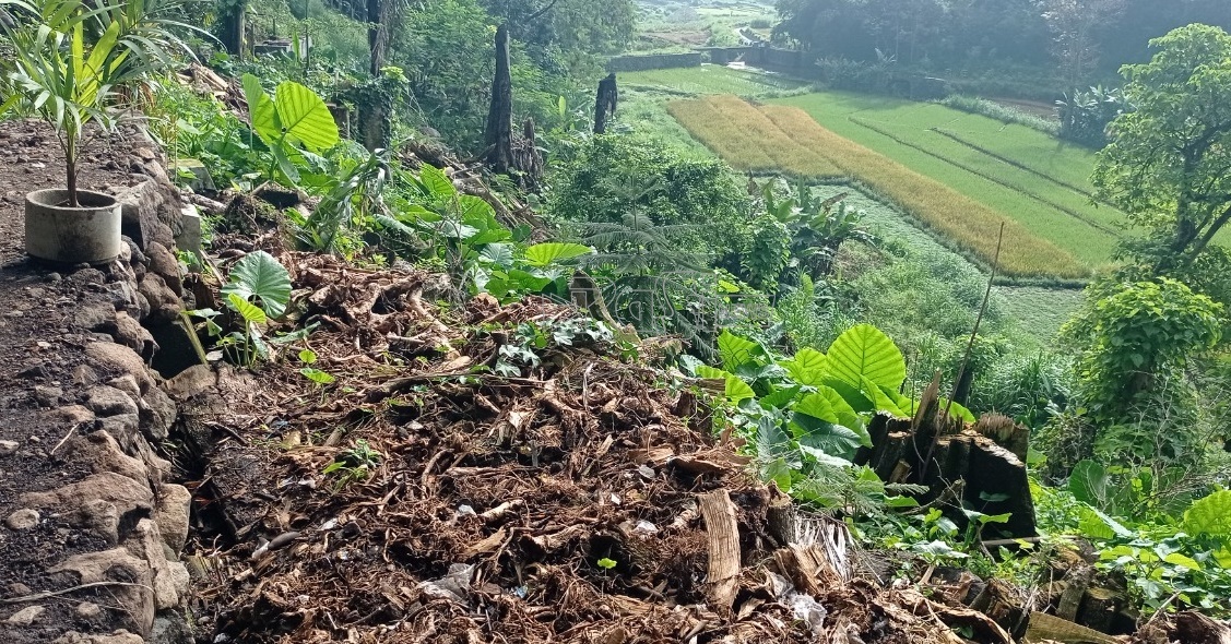 Warga Tebangi Puluhan Pohon Berusia Ratusan Tahun di Sumber Air Gangging, PDAM Lawu Tirta Tak Mengetahui