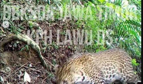 KPH Lawu DS Pastikan Populasi Macan Tutul Masih Ada di Gunung Lawu.
