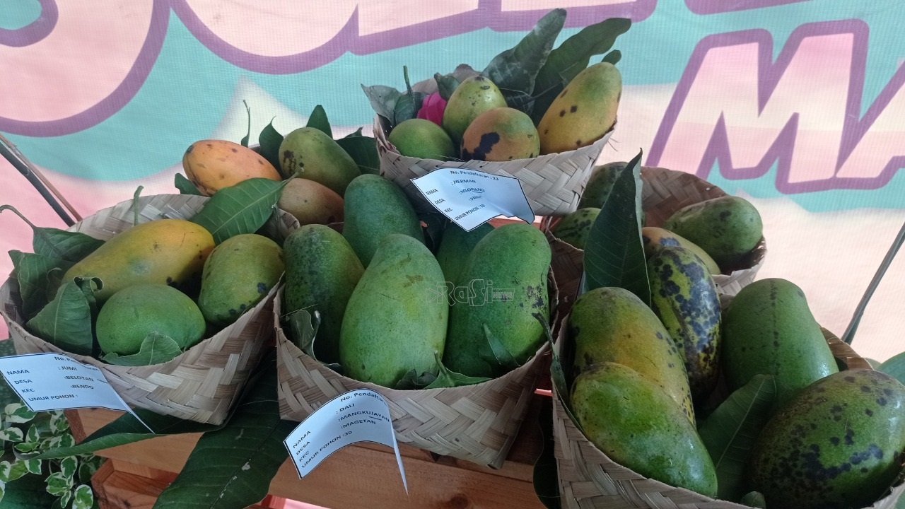 Memiliki Rasa Yang Khas dan Mulai Langka, Pemkab Magetan Budidayakan Lagi Mangga Santok.