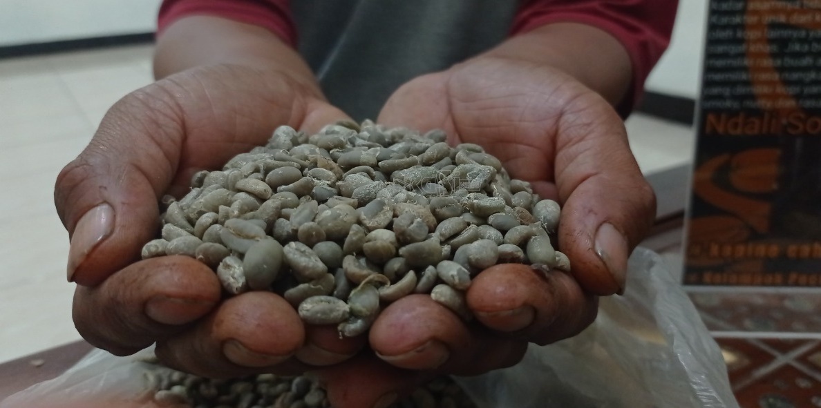 Kopi Bajeng Seng Kopi Dari Desa Sukowidi Yang Kualitas Setara Dengan Kopi Luwak.