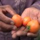 Harga Anjlog Hingga Rp 700, Petani Tomat di Magetan Enggan Memanen Tomat Mereka.