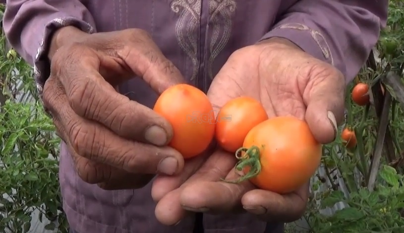 Harga Anjlog Hingga Rp 700, Petani Tomat di Magetan Enggan Memanen Tomat Mereka.