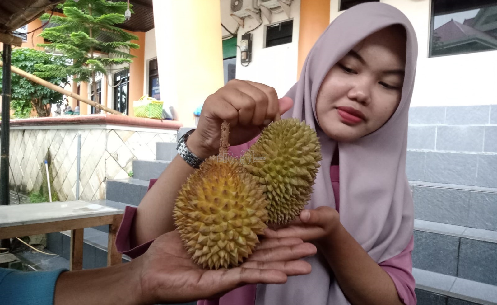 Durian di Panekan Ini Memiliki Ukuran Hanya Sekepal Tangan Orang Dewasa, Penasaran?