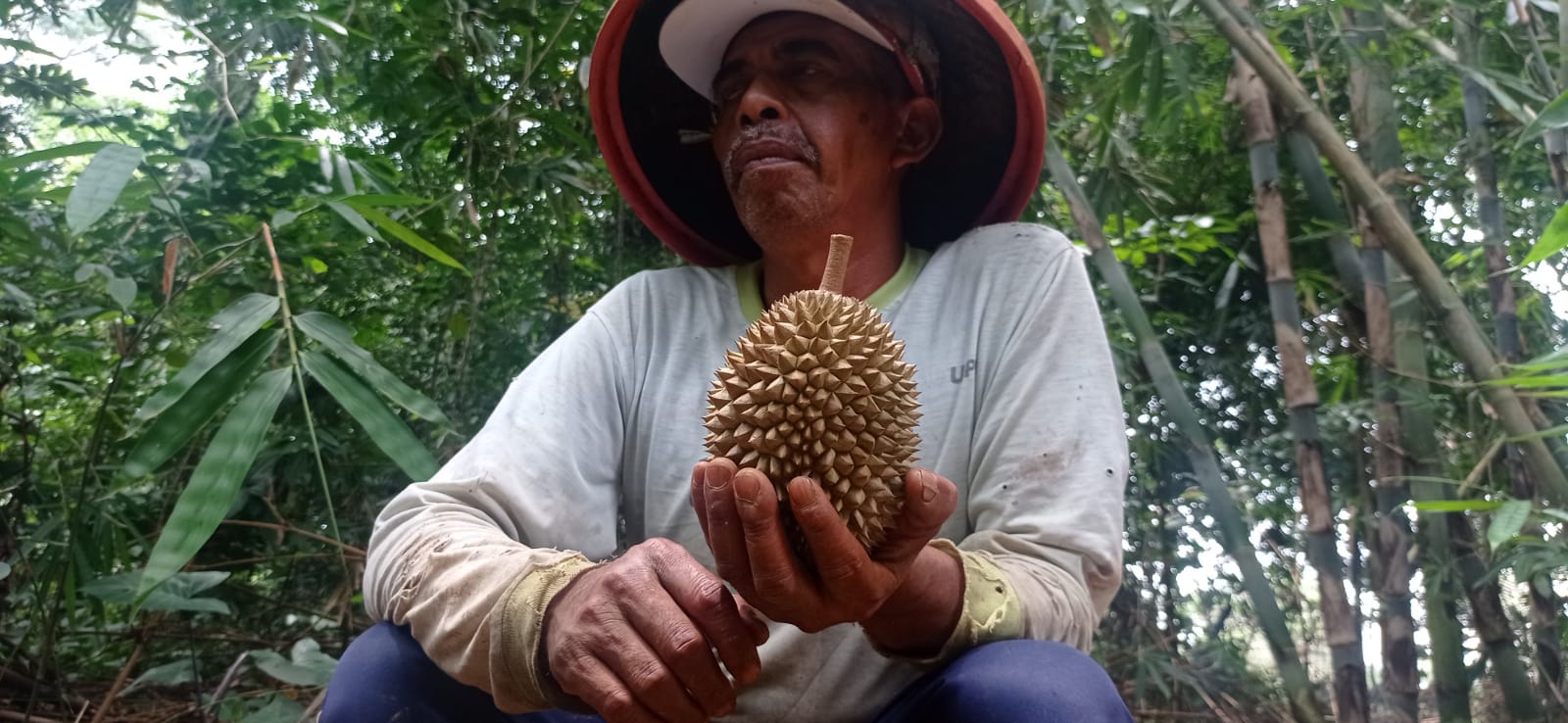 Cerita Suparno Pemilik Durian Kentang di Desa Ngiliran.