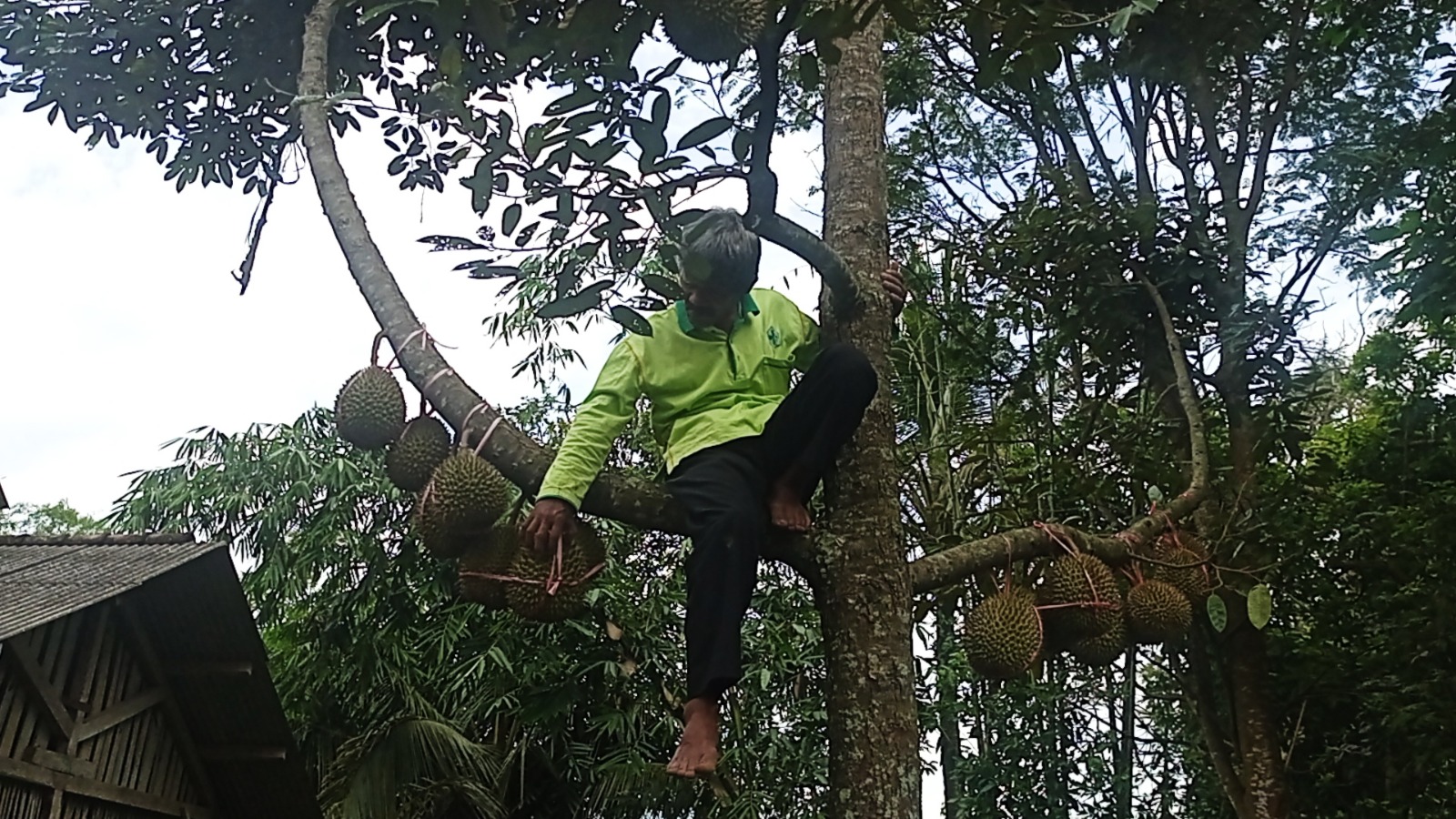 Tingkatkan Kualitas Durian warga Desa Plangkrongan Lakukan Reparasi Pohon Durian.
