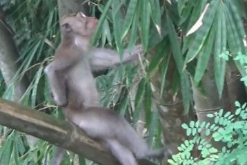 Warga Desa Bangsri Magetan Keluhkan Keberadaan Kera Liar.