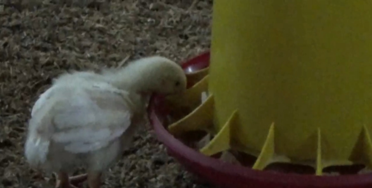 Jelang Ramadhan Peternak Ayam di Kabupaten Magetan Siap Stok Kebutuhan Pasar.