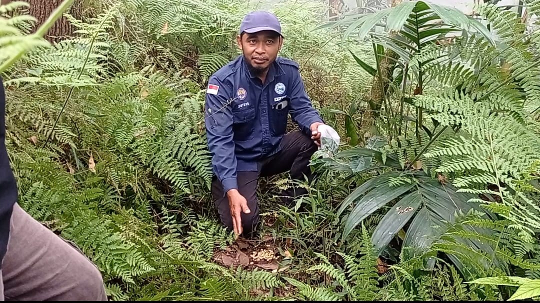 Karang Taruna Desa Sukowidi Panen Kopi Luwak di Gunung Lawu
