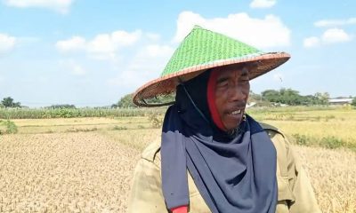 Puluhan Hektar Padi di Kecamatan Ngariboyo Dipanen Dini, Selain Kekeringan Padi Juga Diserang Wereng dan Potong Leher.