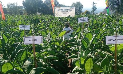 Dari Pethil Sata, Pemkab Magetan Bidik Potensi Tembakau Dengan Pengembangan Varitas Lokal.