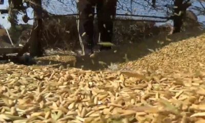 Masuk Paceklik, Harga Gabah di Magetan Capai Rp 6.500 Perkilogram.