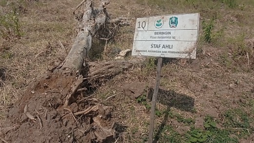 Diduga Kurang Perawatan di Musim Kemarau, Puluhan Pohon Beringin Usia 13 Tahun di Ruang Terbuka Hijau Yang Ditanam Pejabat Magetan Mengering dan Mati.