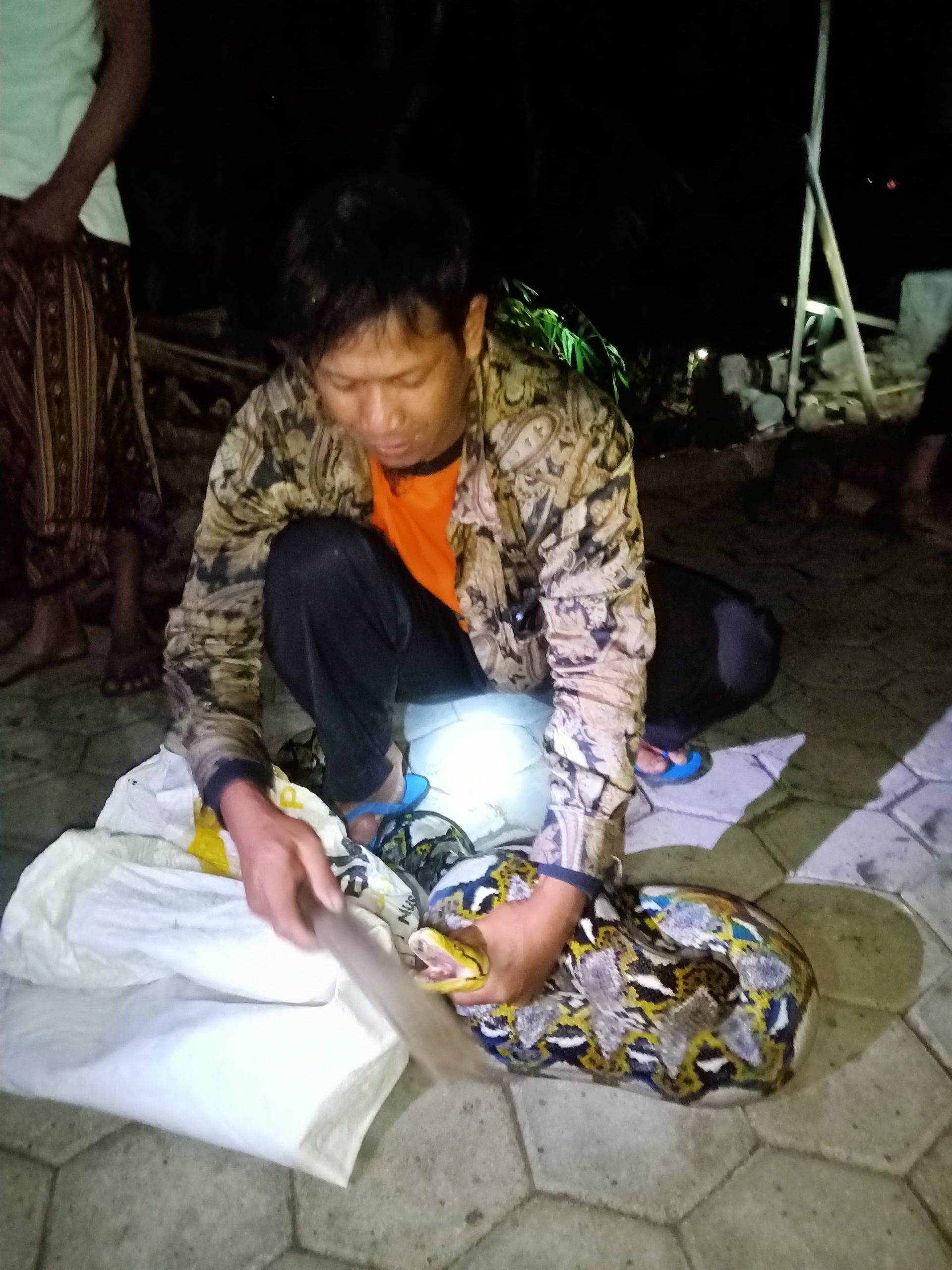 Ular Piton Sepanjang Lebih Dari 3 Meter Ditangkap Warga Selotinatah Ketika Melilit Ayam.