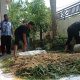 Tingkatkan Kualitas Pakan Ternak, Dosen IPB Lakukan Pengabdian Pembuatan Pakan Awetan di Magetan 