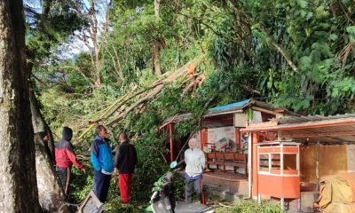 Cuaca Ekstrem, Dua Warung di Telaga Sarangan Tertimpa Pohon