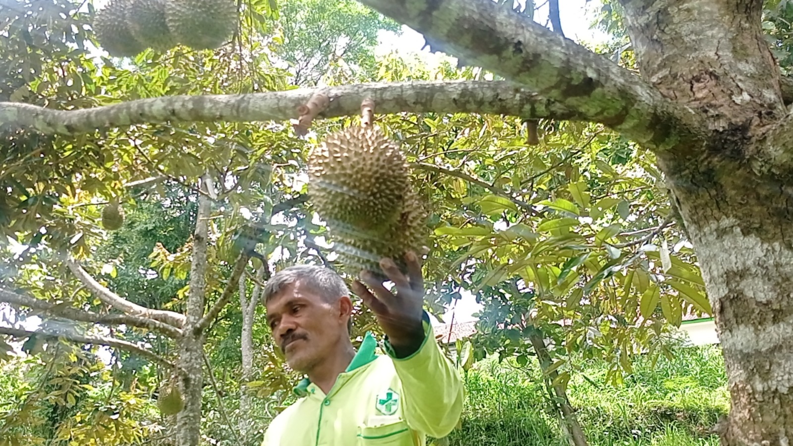 Warga Desa Plangkrongan Magetan Berhasil Kembangkan Durian Tawing dari Pohon Induk yang Berusia 4 Abad
