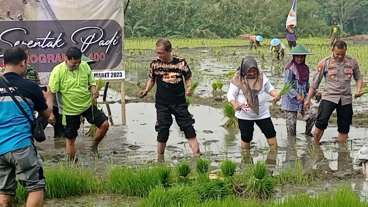 Perkuat Program Ketahanan Pangan, Dinas Pertanian Kabupaten Magetan Perluas Program IP 400 Dari 2 Hektar Menjadi 15 Hektar.