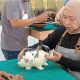 Dari Giat Jamrex 2024 Komunitas Kelinci di Magetan, Dari Kontes Evaluasi Kandang Hingga Sate Kelinci Dari Daging Ayam