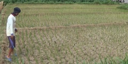 Musim Kemarau, Belasan Hektar Tanaman Padi di Desa Tanjungsari Terancam Gagal Panen, Dinas Pertanian Magetan : Petani Berharap Masih Ada Hujan di Musim Kemarau.