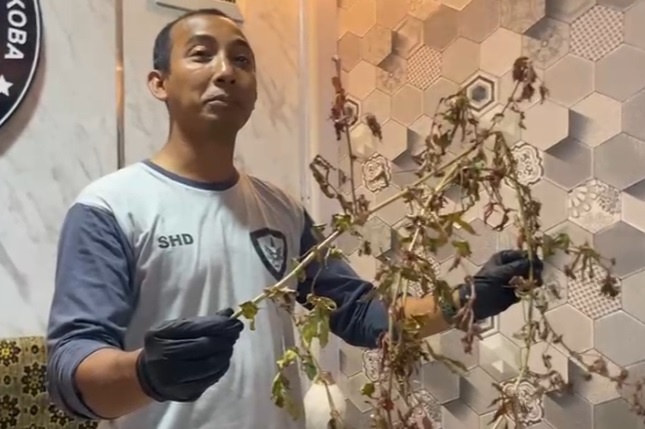 Temukan Pohon Berdaun 5 Ruas Mirip Pohon Ganja, Warga Ponorogo Lapor Polisi.