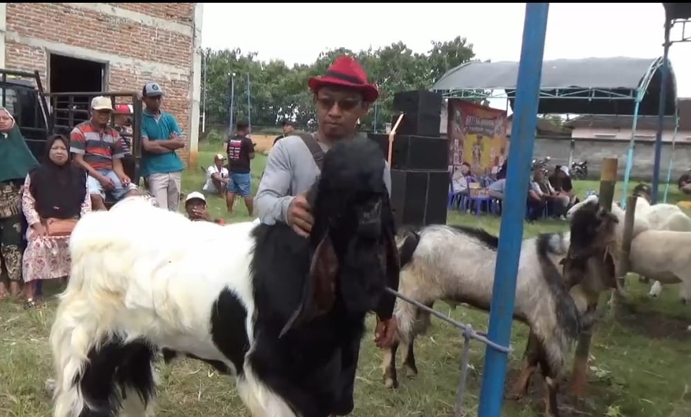 Bobotnya Mencapai 107 Kilogram, Kambing Kurban di Magetan di Bandrol Rp 40 Juta.
