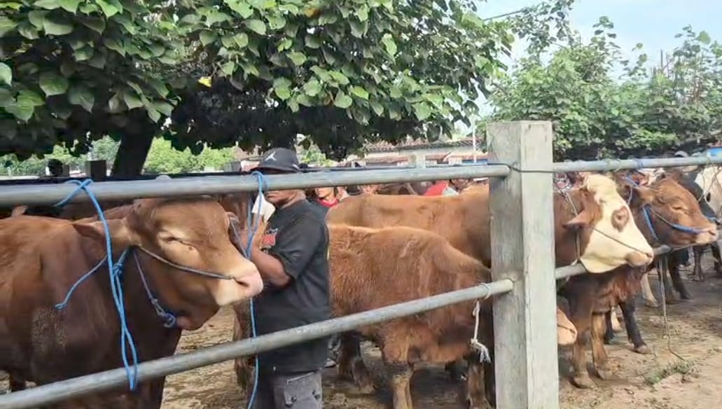 Harga Sapi Kurban di Ponorogo Anjlog Jelang Idul Adha, Pedagang : Sepi Pembeli