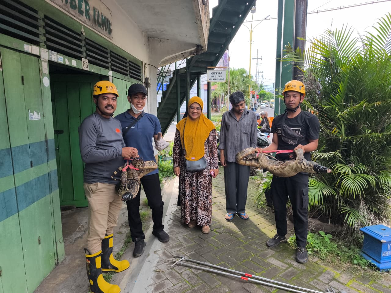 BPBD Magetan Evakuasi Dua Biawak Besar dari Plafon Rumah Warga Kebonagung