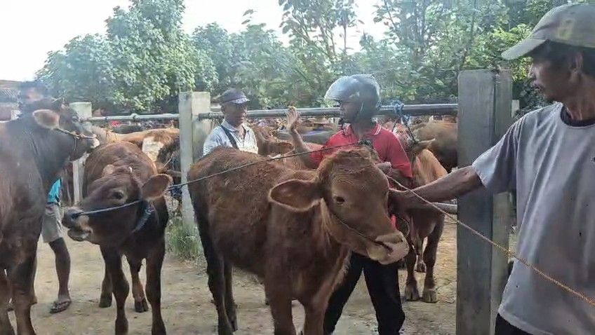 Kemenag Ponorogo Tambah Juru Sembelih Halal Jelang Idul Adha 1447 Hijriah