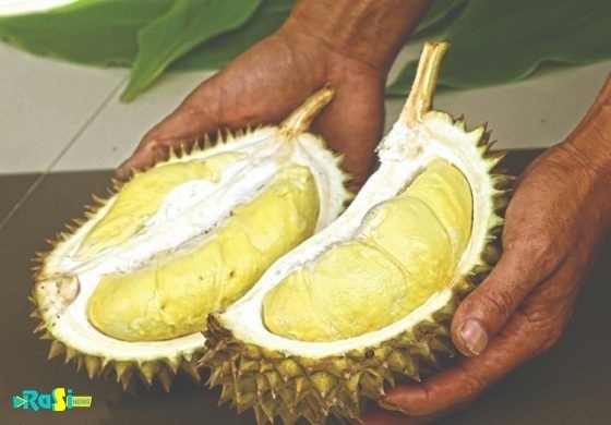 Resmi Ditetapkan Varietas Unggul, BRIN Dorong Pengembangan Durian Saman di Magetan.