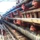 Carut-marut Tata Kelola Peternakan Ayam Petelur, Dinas Peternakan Magetan Akui Kesulitan Data DOC