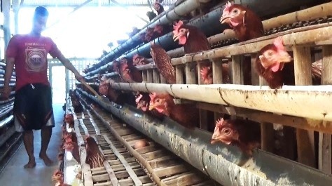 Carut-marut Tata Kelola Peternakan Ayam Petelur, Dinas Peternakan Magetan Akui Kesulitan Data DOC