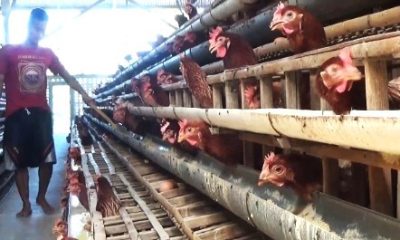 Peternak di Magetan Siap Berangkat ke Jakarta Mengadu ke DPR RI, Harga Telur Ayam Tak Kunjung Membaik Butuh Solusi Nasional.