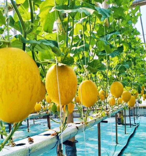 Cerita Melon Premium Jadi Penyelamat  Semangat yang Hampir Padam Bumdes Karya Maju Magetan.
