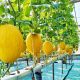 Cerita Melon Premium Jadi Penyelamat  Semangat yang Hampir Padam Bumdes Karya Maju Magetan.
