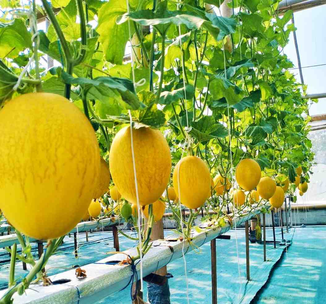 Cerita Melon Premium Jadi Penyelamat  Semangat yang Hampir Padam Bumdes Karya Maju Magetan.