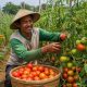 Panen Tomat di Magetan Melimpah, Harga Justru Anjlok Rp 1.500 Per Kilogram
