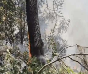 Kebakaran Hutan Petak 50A1 Lawu Selatan, Petugas Siapkan Ilaran Cegah Api Merembet