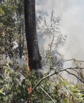 Kebakaran Hutan Petak 50A1 Lawu Selatan, Petugas Siapkan Ilaran Cegah Api Merembet