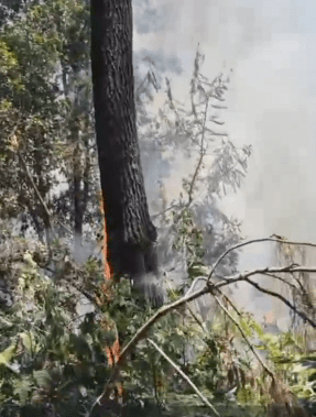 Kebakaran Hutan Petak 50A1 Lawu Selatan, Petugas Siapkan Ilaran Cegah Api Merembet
