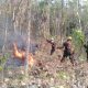 Hutan Rakyat Pager Gunung Seluas 3 Hektar Terbakar di Magetan Diduga Pembukaan Lahan.